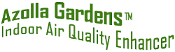 Azolla Gardens™ Natural Indoor Air Quality Enhancer