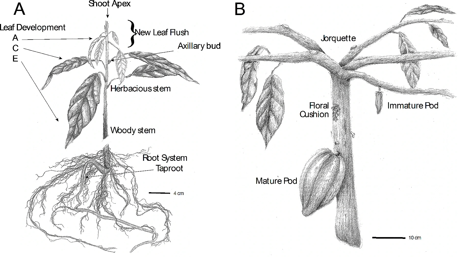 Botanical-Ilustration