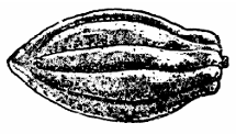 Forastero
