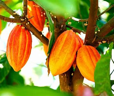Cacao Tree Pods