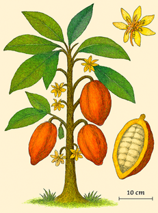 Theobroma cacao showing mature pods, flowers, leaf structure, and an opened pod with seeds