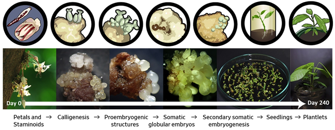 embryogenesic-stuctures