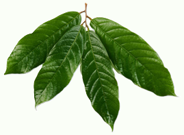 leaf explants