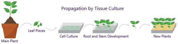 InVitro Tissue Culture Propagation